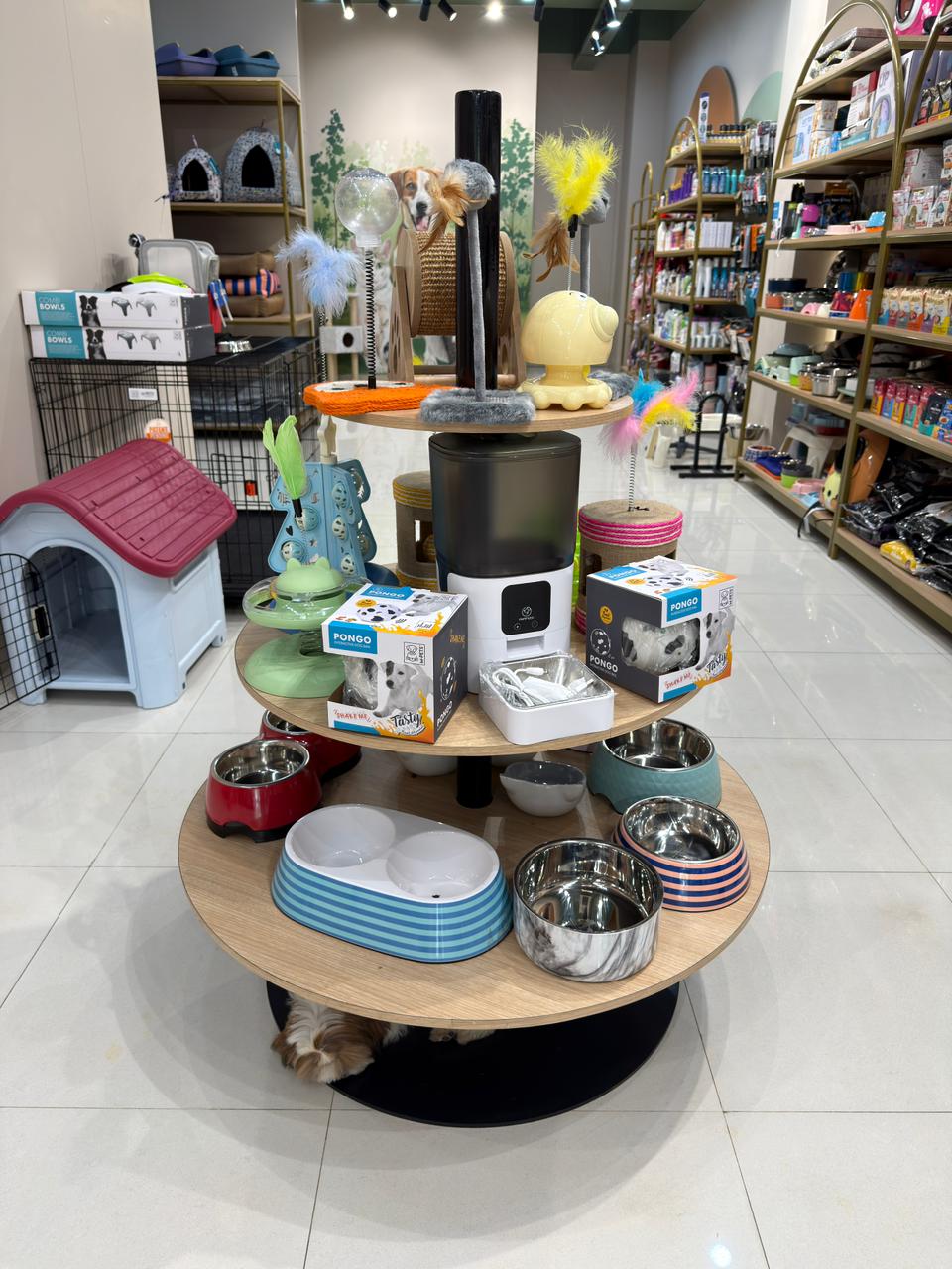 Inside Miou and Wuff Sindhubhavan Road store — photo 6